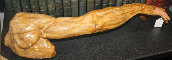 A plaster anatomical arm, 24.5in.